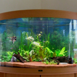 Гнутое стекло для аквариумов